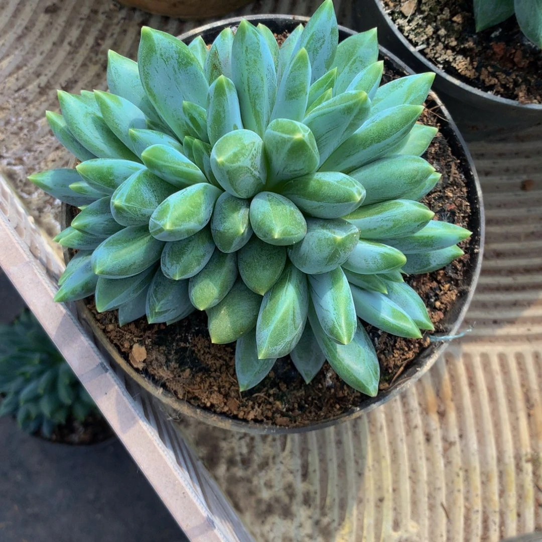 重楼群生多肉植物