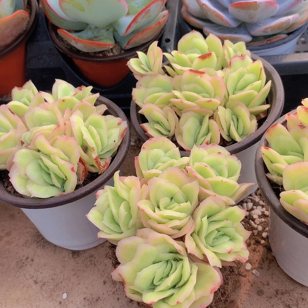 冰玫瑰锦2356799000000