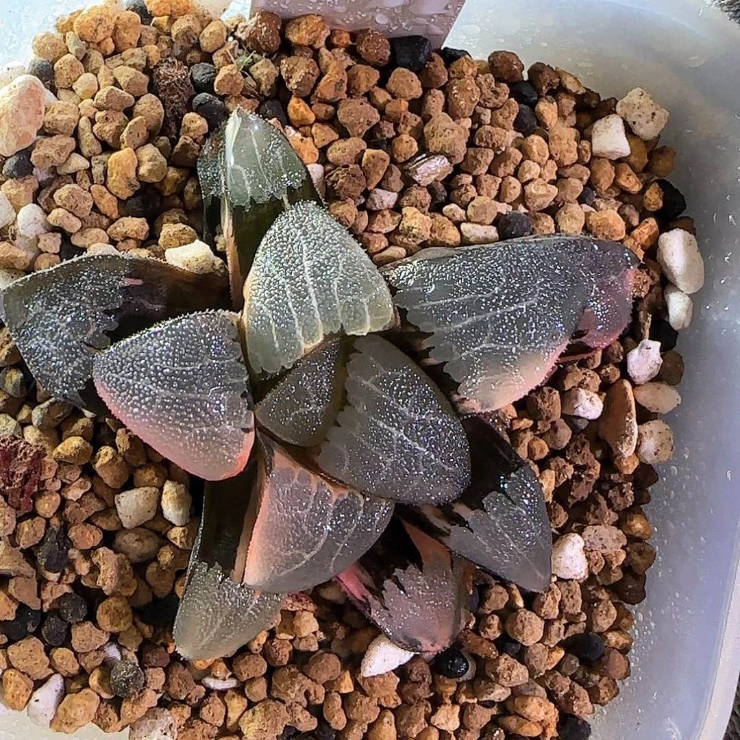 143大久保克锦 6 厘米左右一物一拍带盆发货