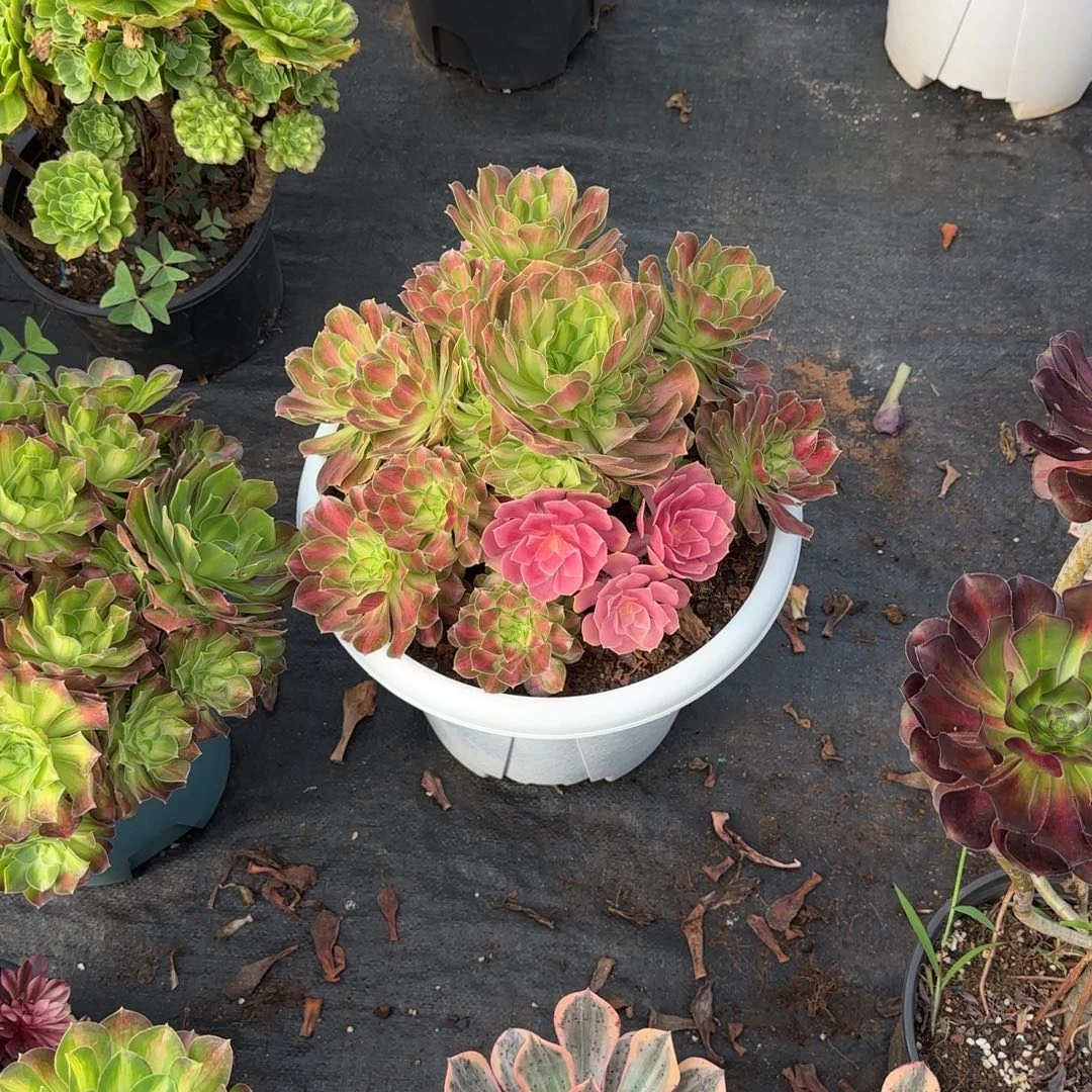 精品多肉植物0000