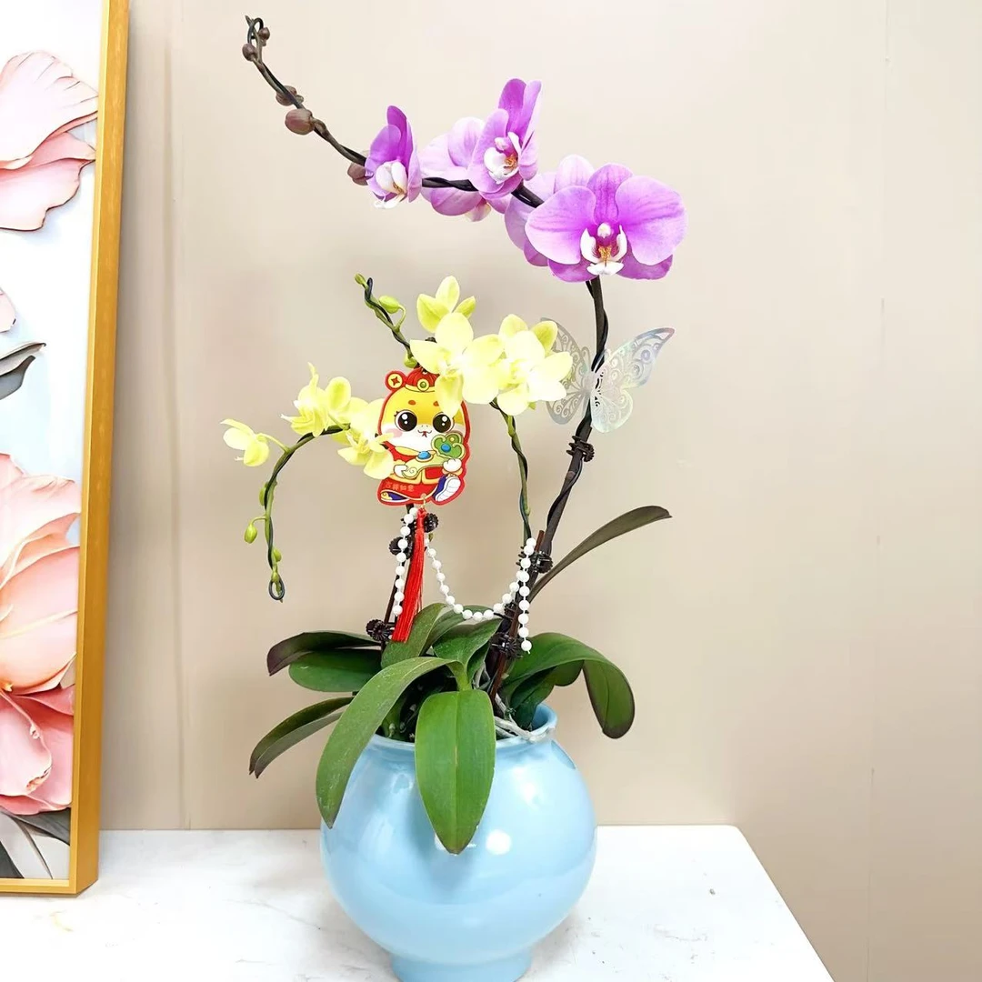 A+级【心语】精品蝴蝶兰