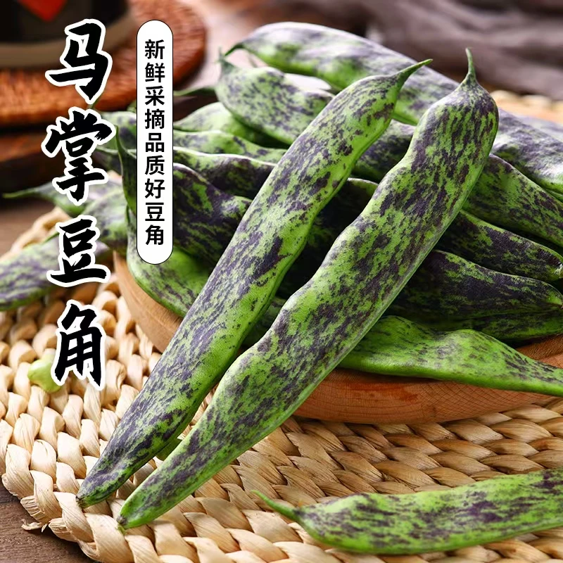 东北特产马掌豆角油豆角当季时蔬新鲜发货产地直发（坏了包赔）