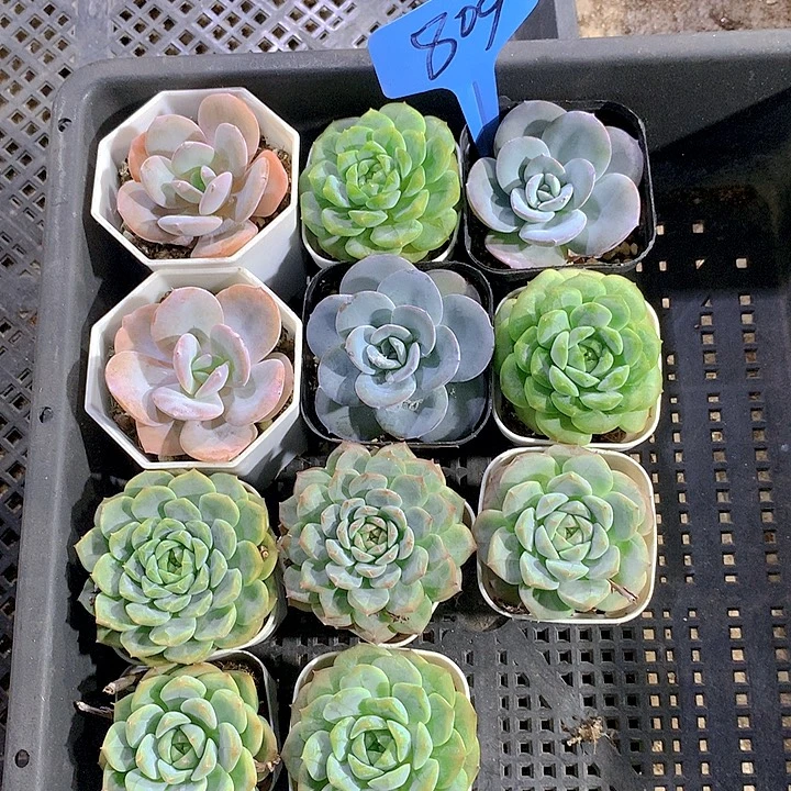 809号多肉植物园艺