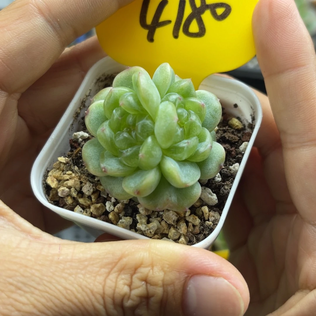 玲珑珍妮双头4180