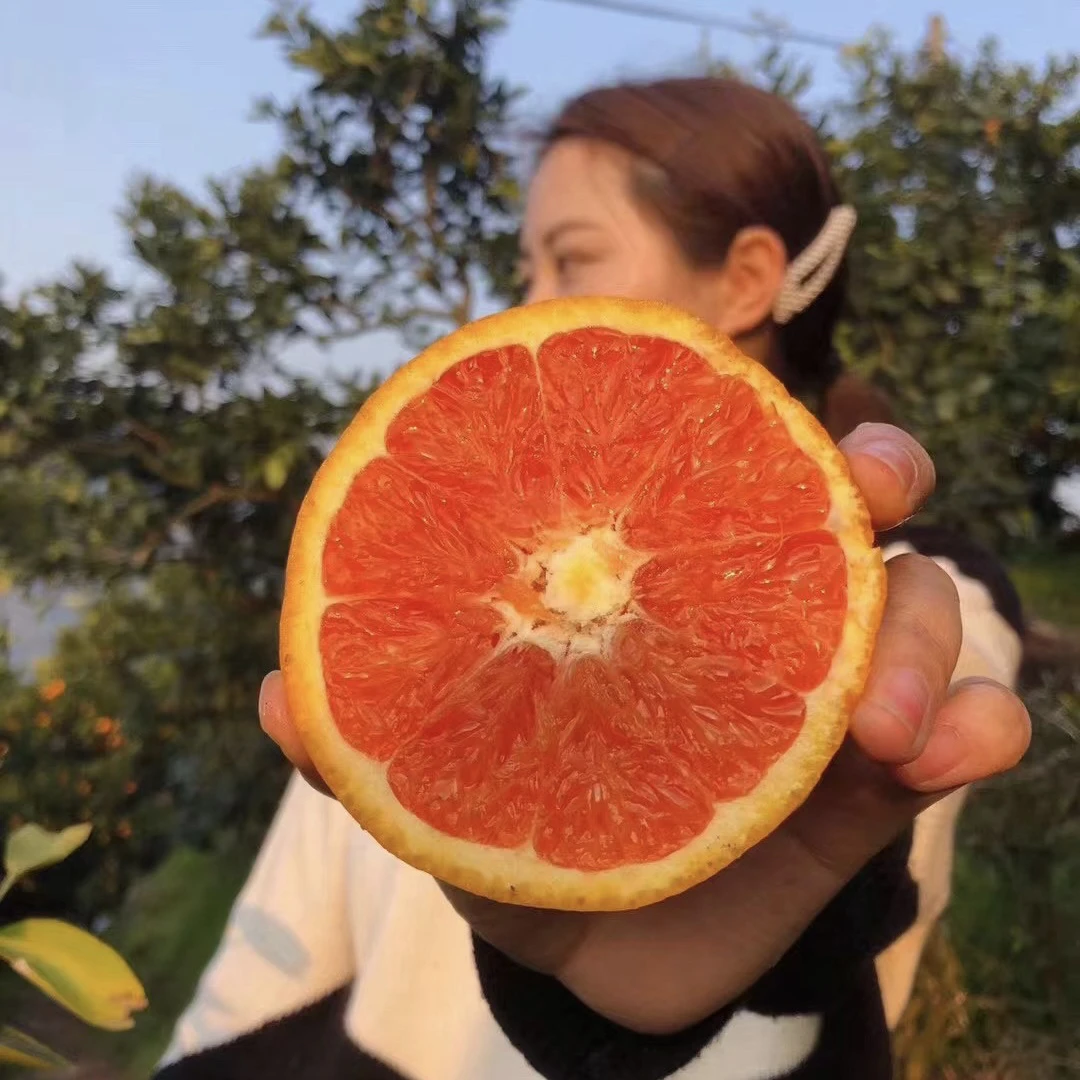 秭归中华红血橙9斤净重自家果园现摘现发
