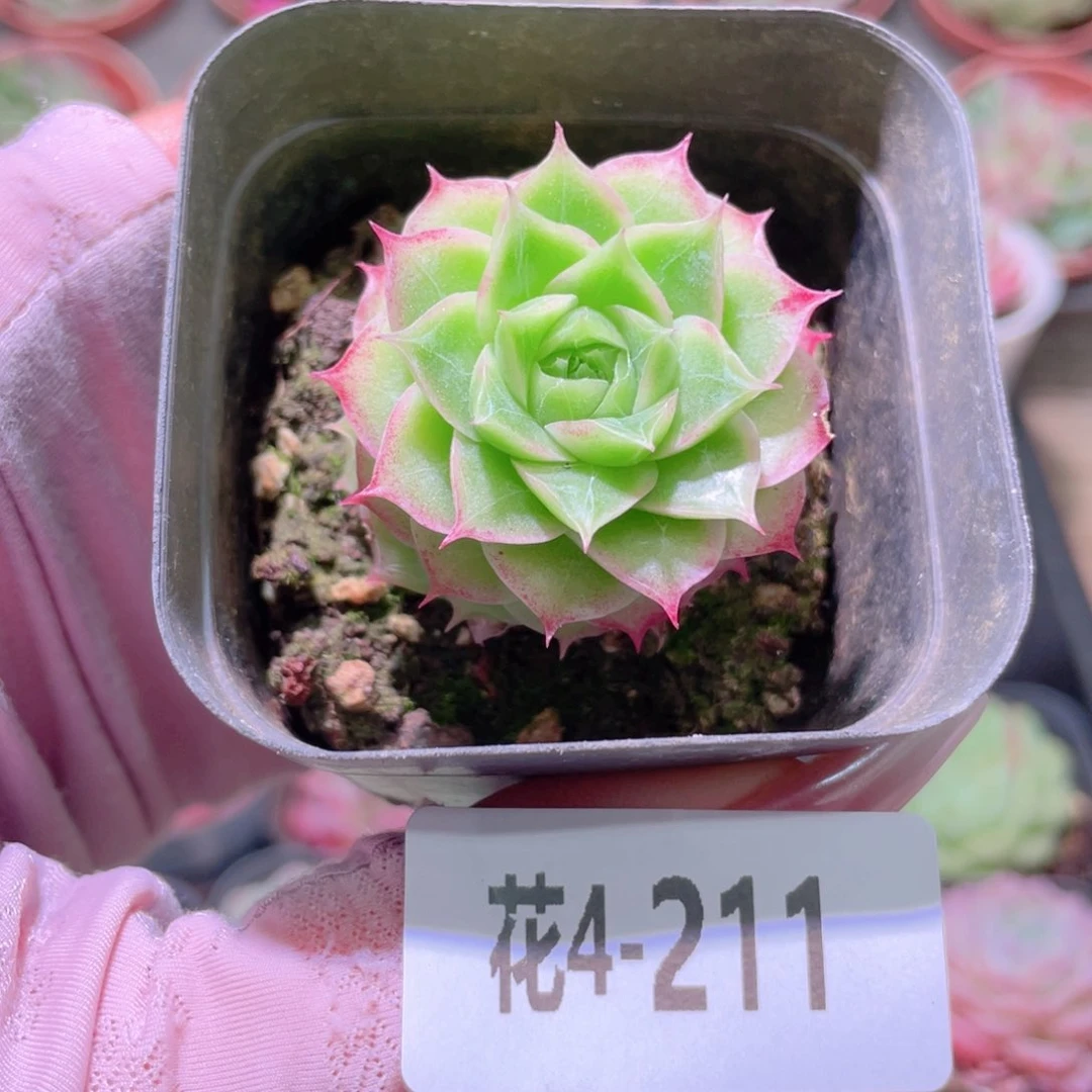 花利美4-211麦秆