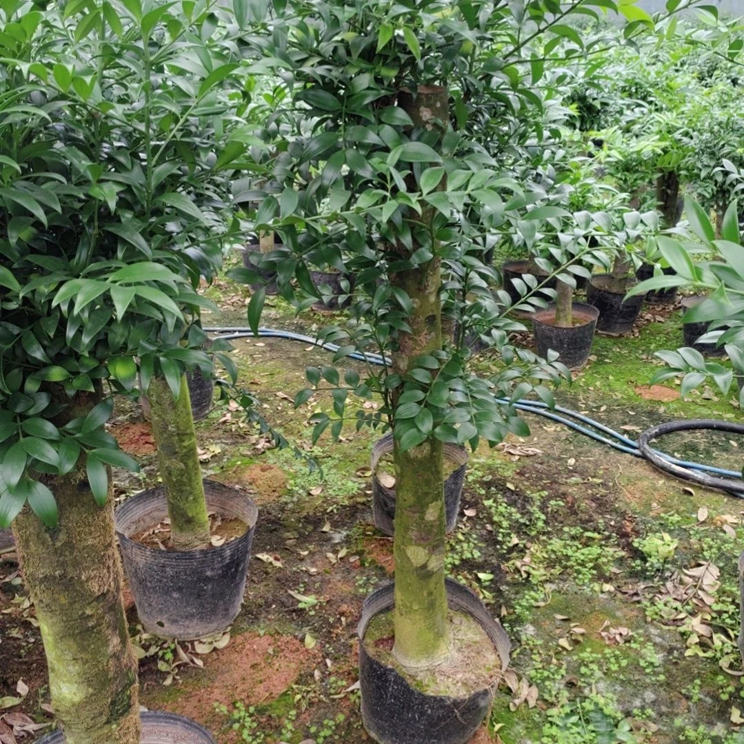 竹柏一物一拍300