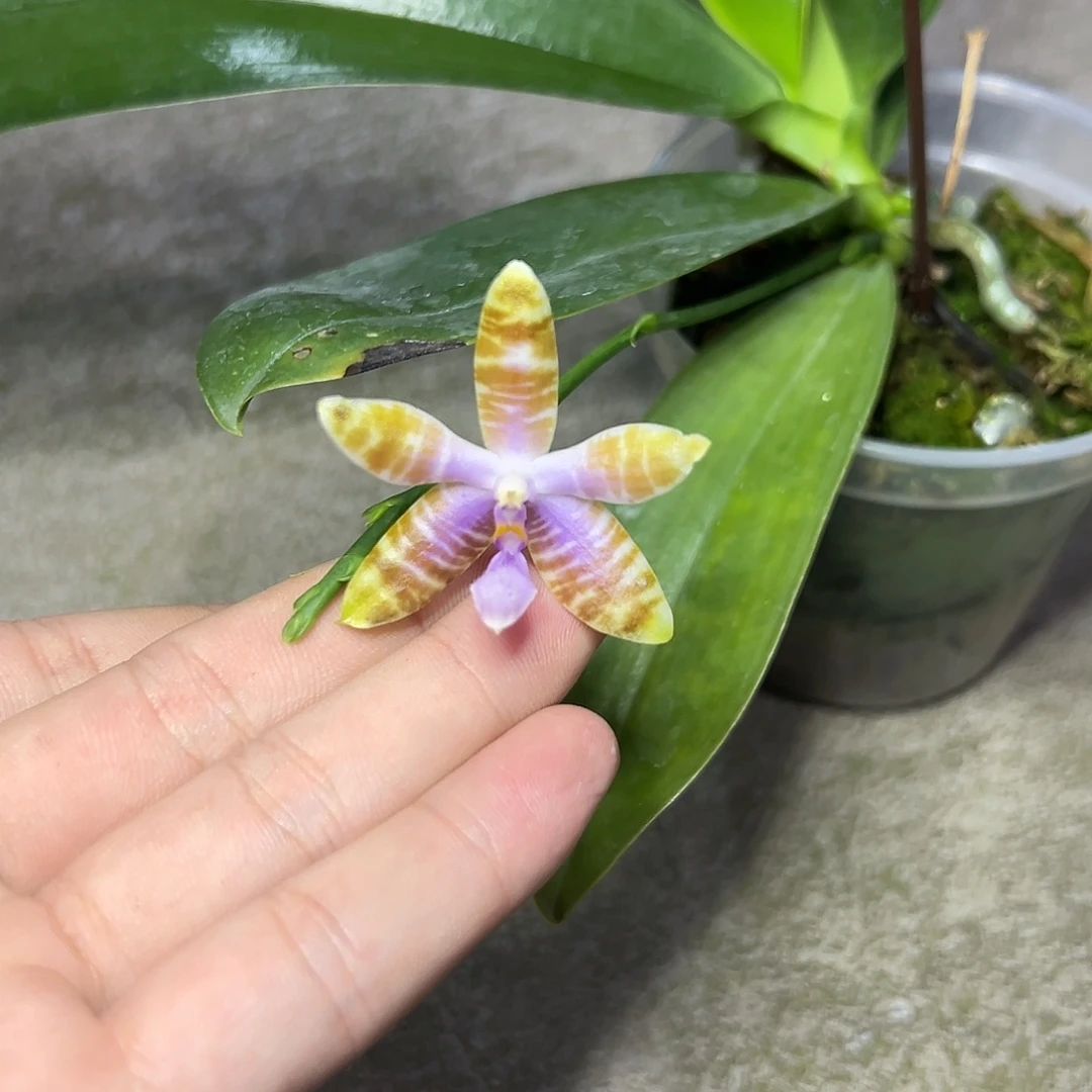 蓝***菲完全开放l228三寸ys1162