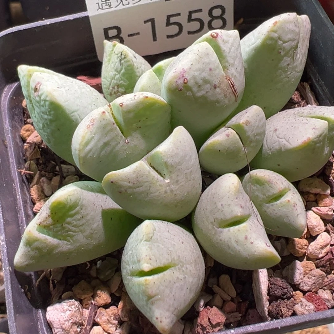 示***齐多肉植物111111111111