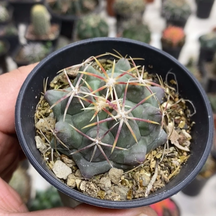 实生大红鹰特价福利