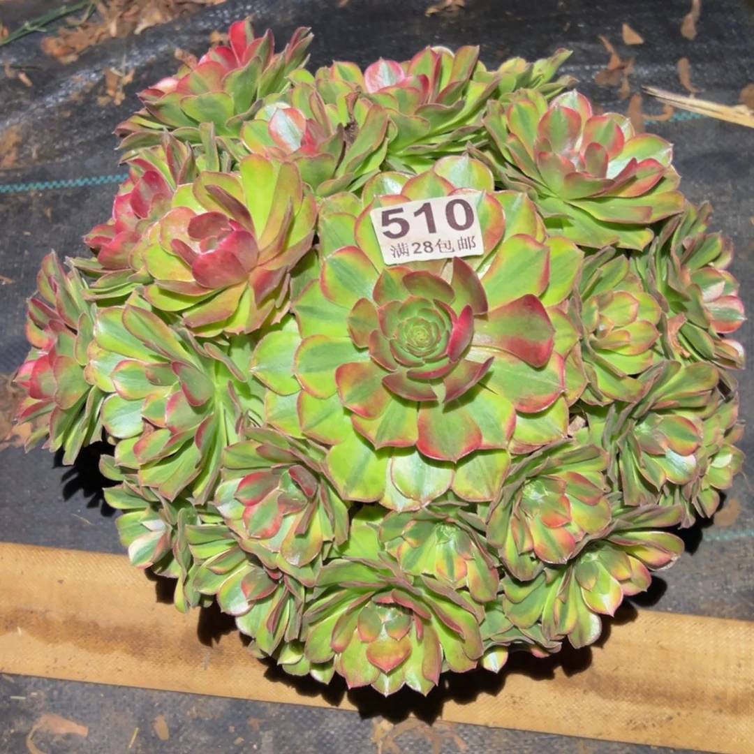 多肉植物510雨河的