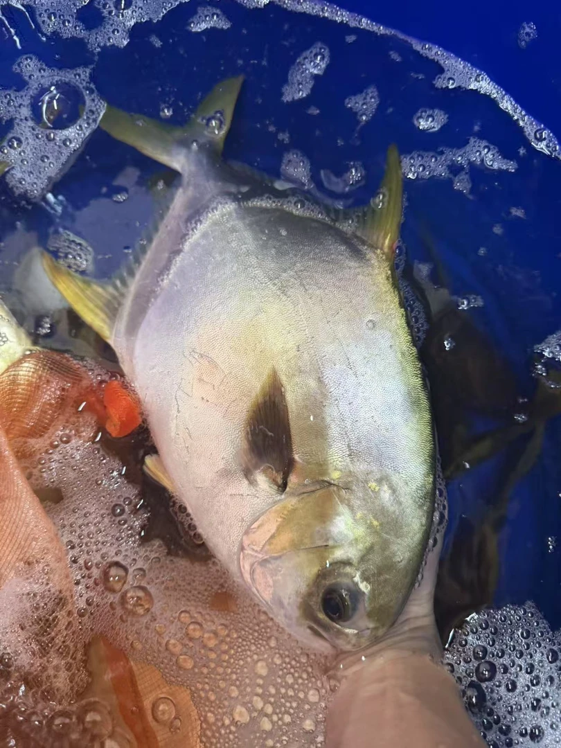 【4】湛江海杂鱼渔船当天捕捞新鲜现称现挑，实物以直播间为准