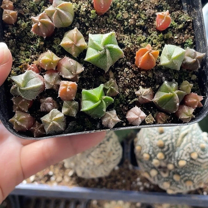 上**水小黑和栾一盆20米