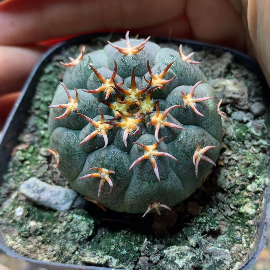 实生猫爪  4公分起发