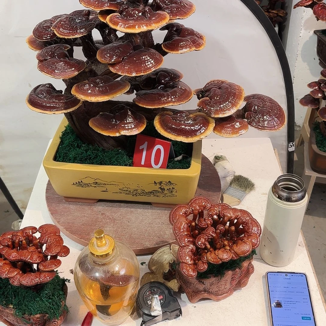 无花朵灵芝8888888888888888888