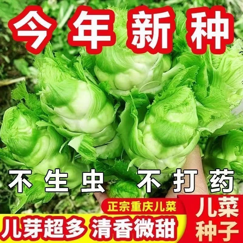 【原装新种】儿菜种子四川特产四季播娃娃菜蔬菜种子早熟易种芥菜籽