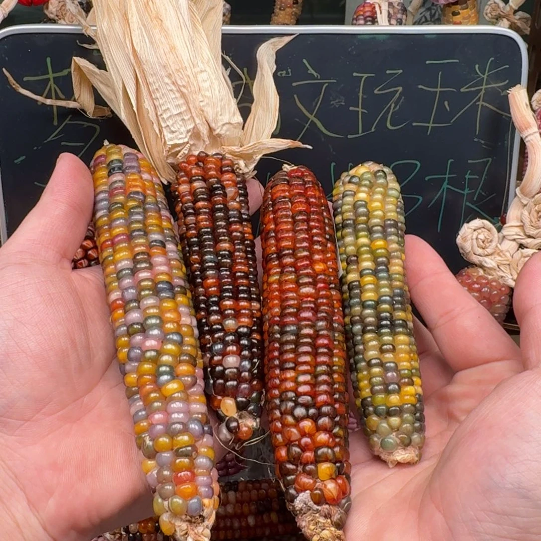 柏香籽/百香籽吊坠真***理