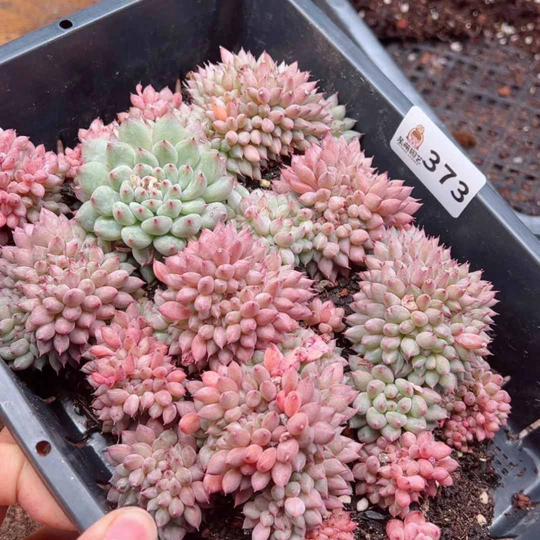 十****）多肉植物多肉植物