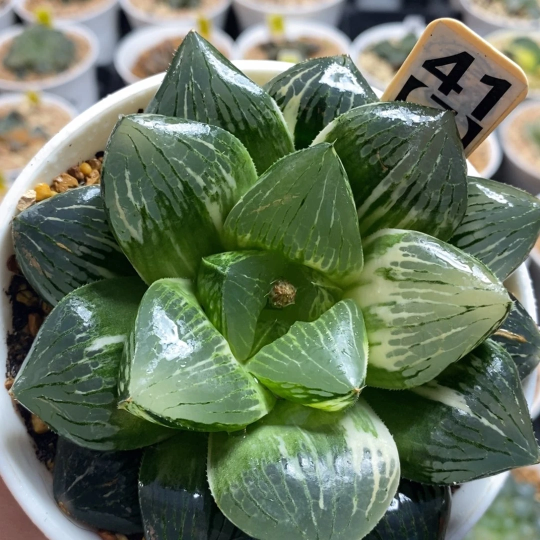 41实生玉露寿十二卷多肉植物