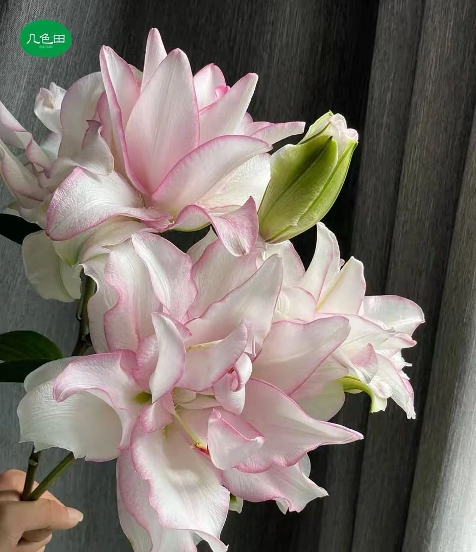 2头冰美人—重瓣百合云南直发鲜花云南花插花鲜花