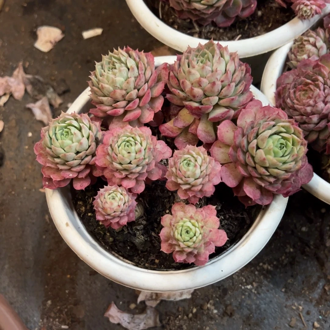 朱砂痣多肉植物老桩