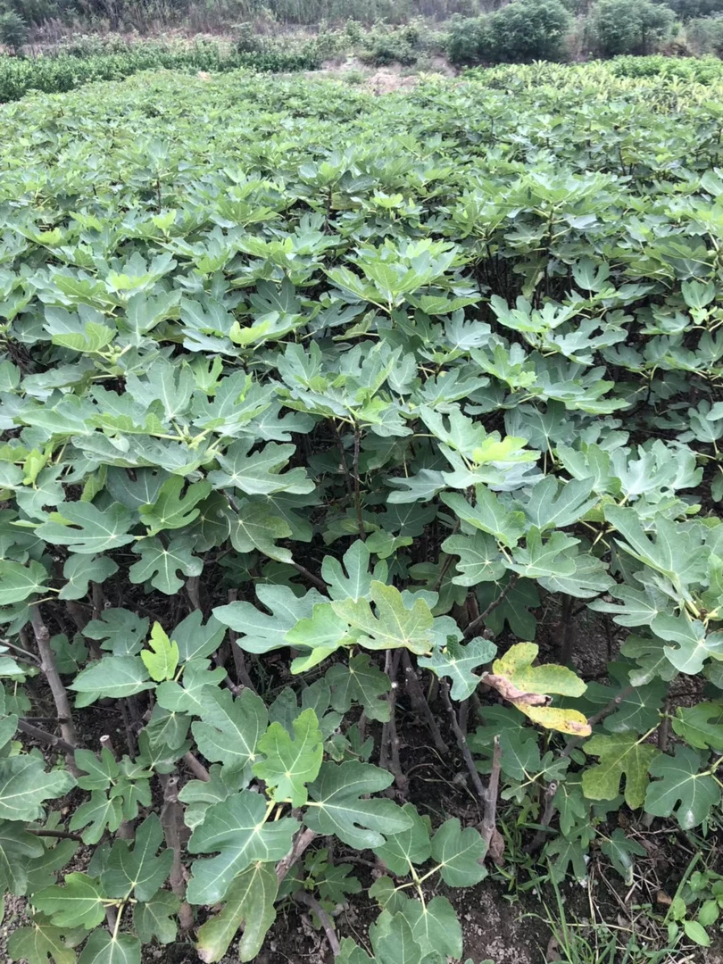 波姬红无花果苗盆栽耐寒耐旱适合南北方四季种植