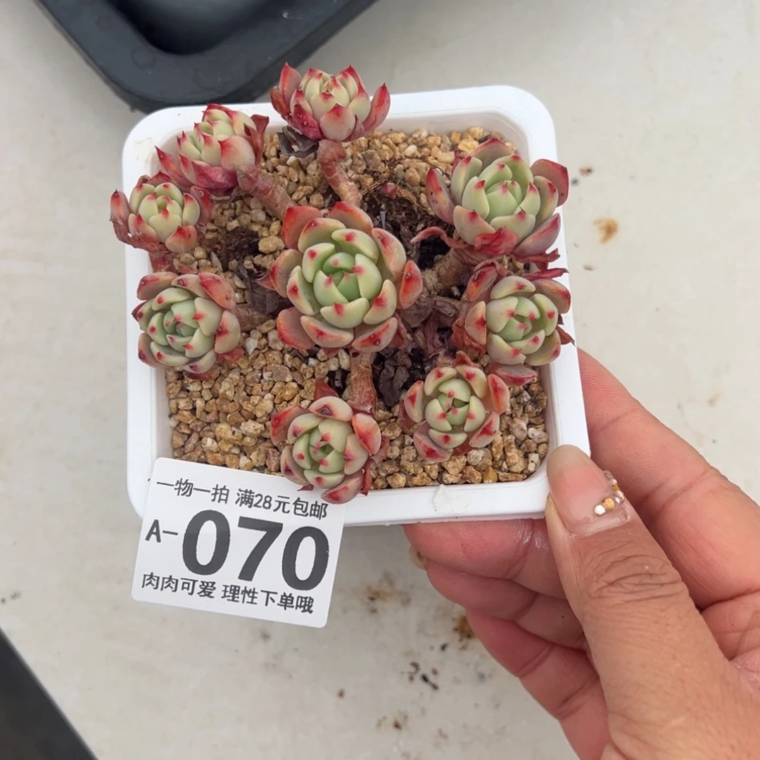 娜娜小勾多肉多肉多肉多肉多肉