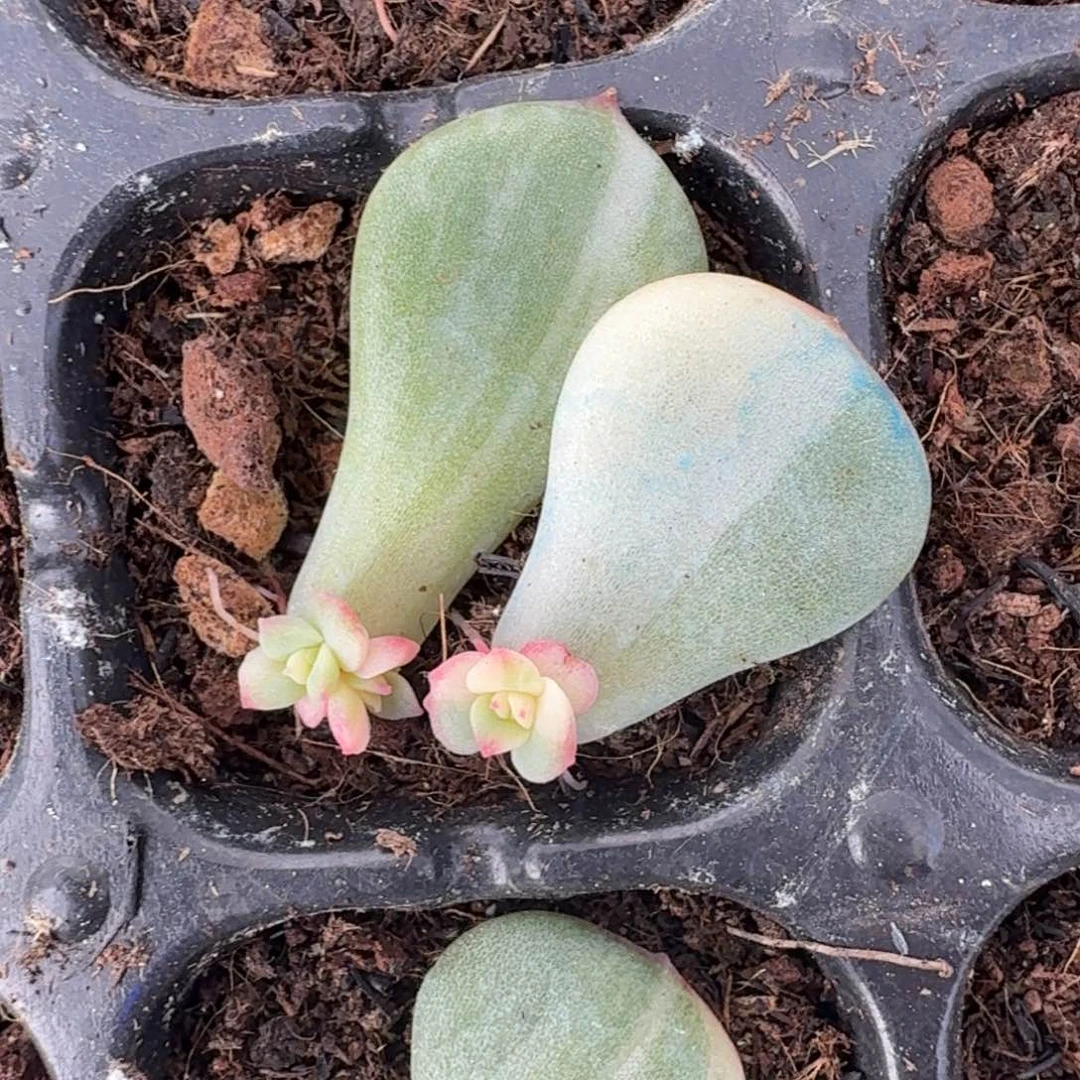 三文鱼锦一组叶片的推进
