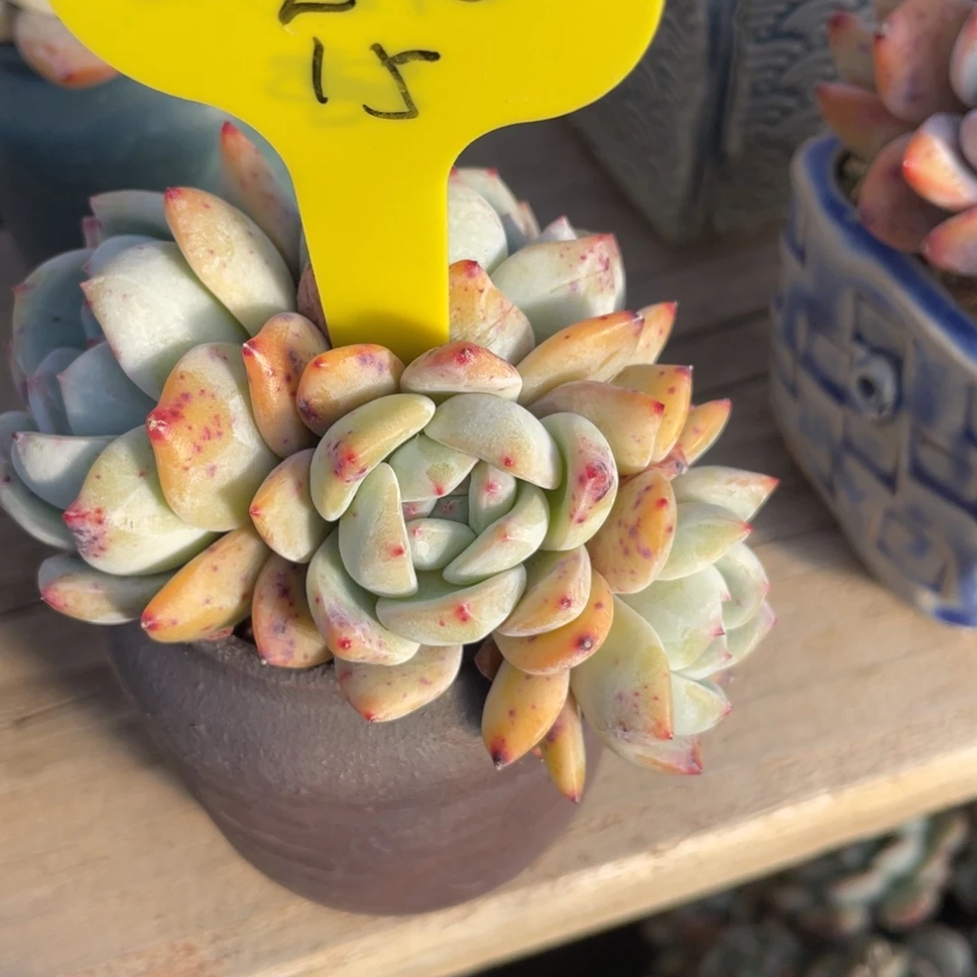 宝****r星影群生一个15