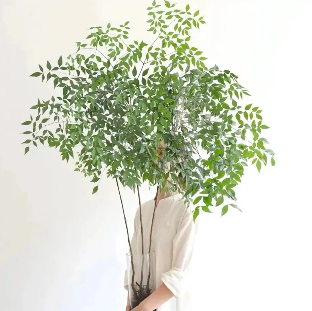 【带老庄根】南天竹水培盆栽绿植火焰红室内带根树苗客厅办公室盆景