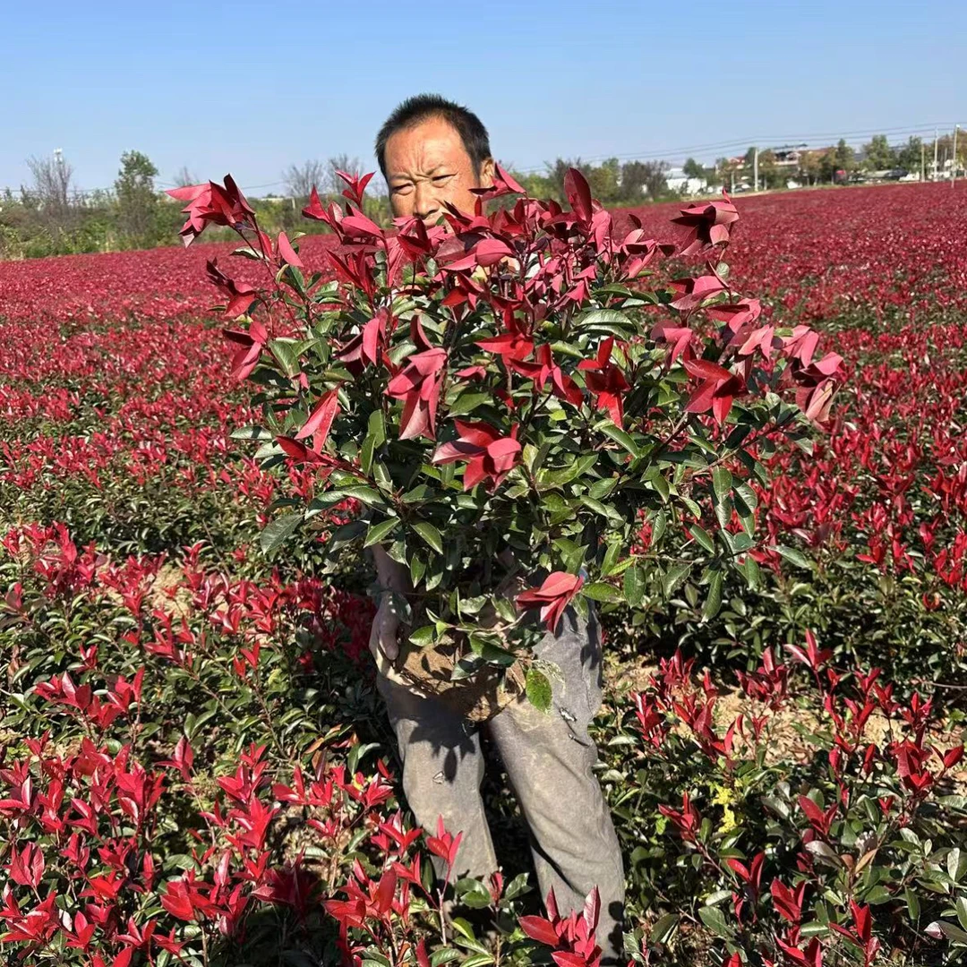 红叶石楠苗耐寒耐旱四季常青可作篱笆色块庭院小区绿化树苗