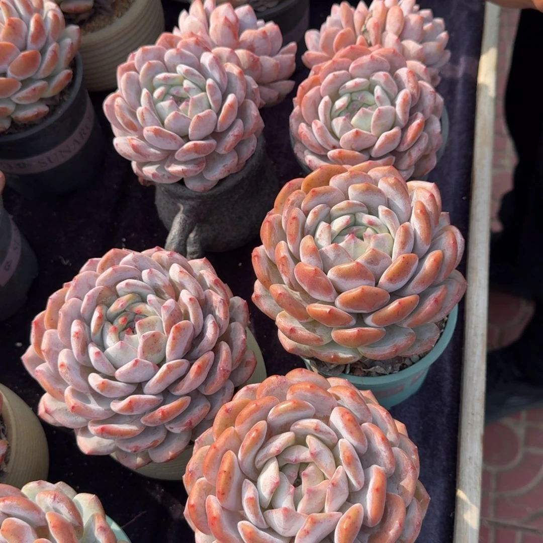 南***墙三个单头，两个飘枝