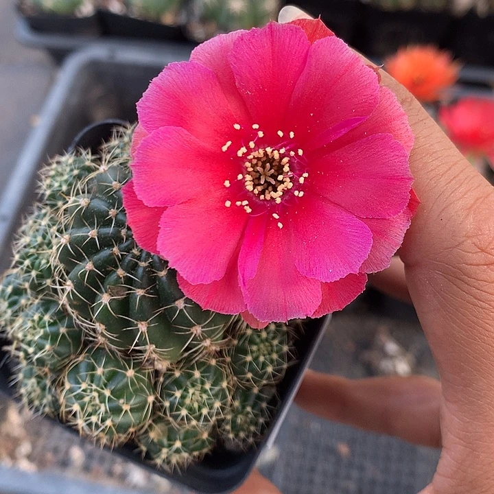 16 实生丽花7厘米盆群