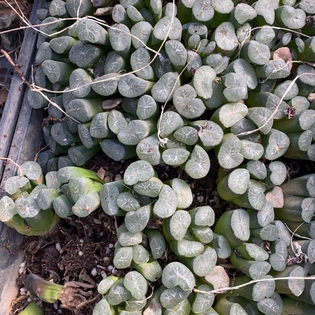 1219 一颗实生超大万象 双11福利