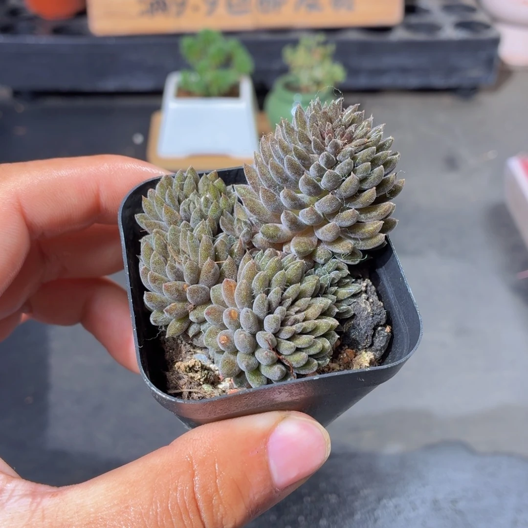 滇石莲多肉9.9包邮发货