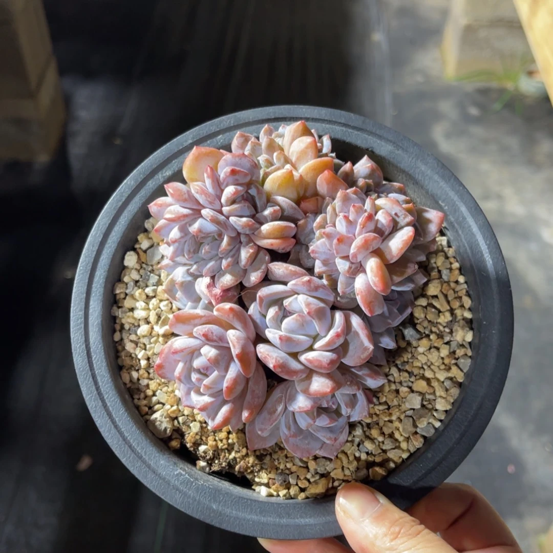 星影朵朵缀 一物一拍不支持退换