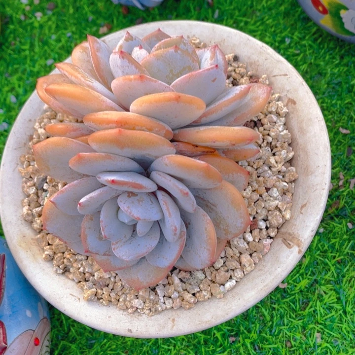 谢谢你的支持0000068