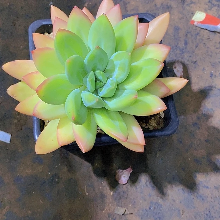 白***白海洋之歌多肉植物老桩