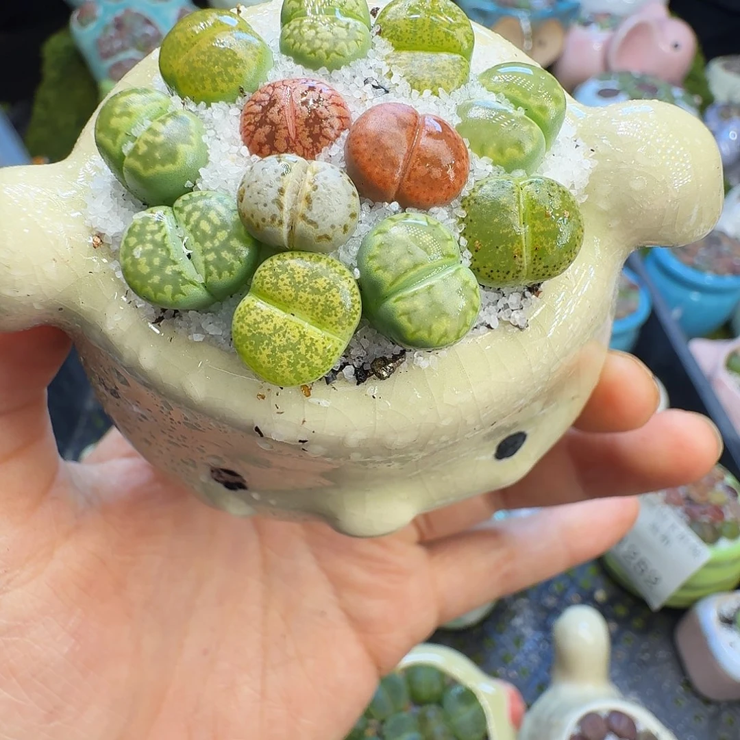 多肉植物福利冲1258