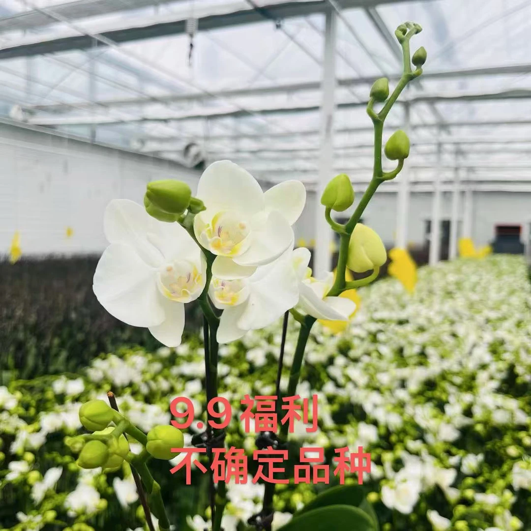 【坤哥福利】蝴蝶兰带花发货  3.0/3.5寸 不确定品种