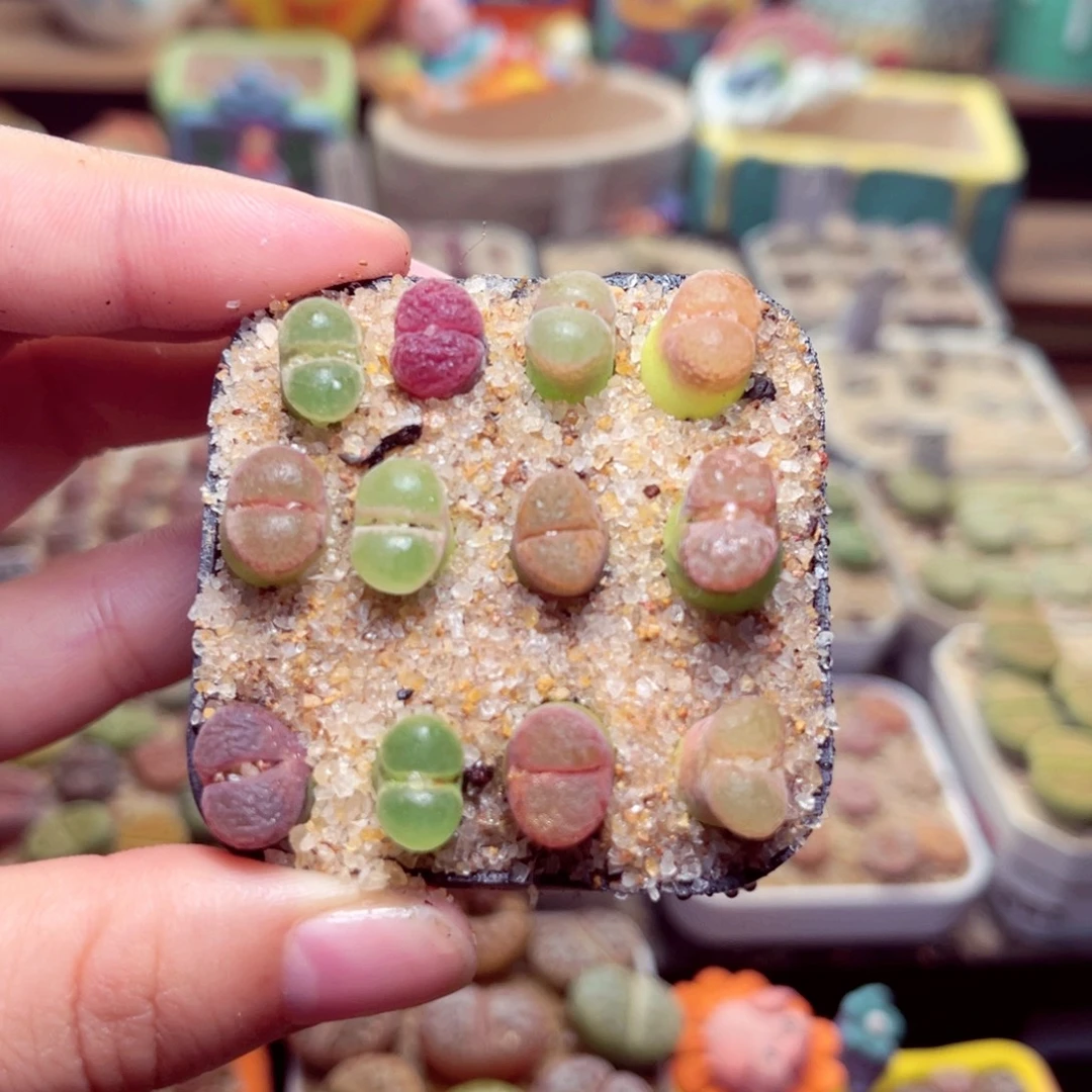 174号带盆包邮发货