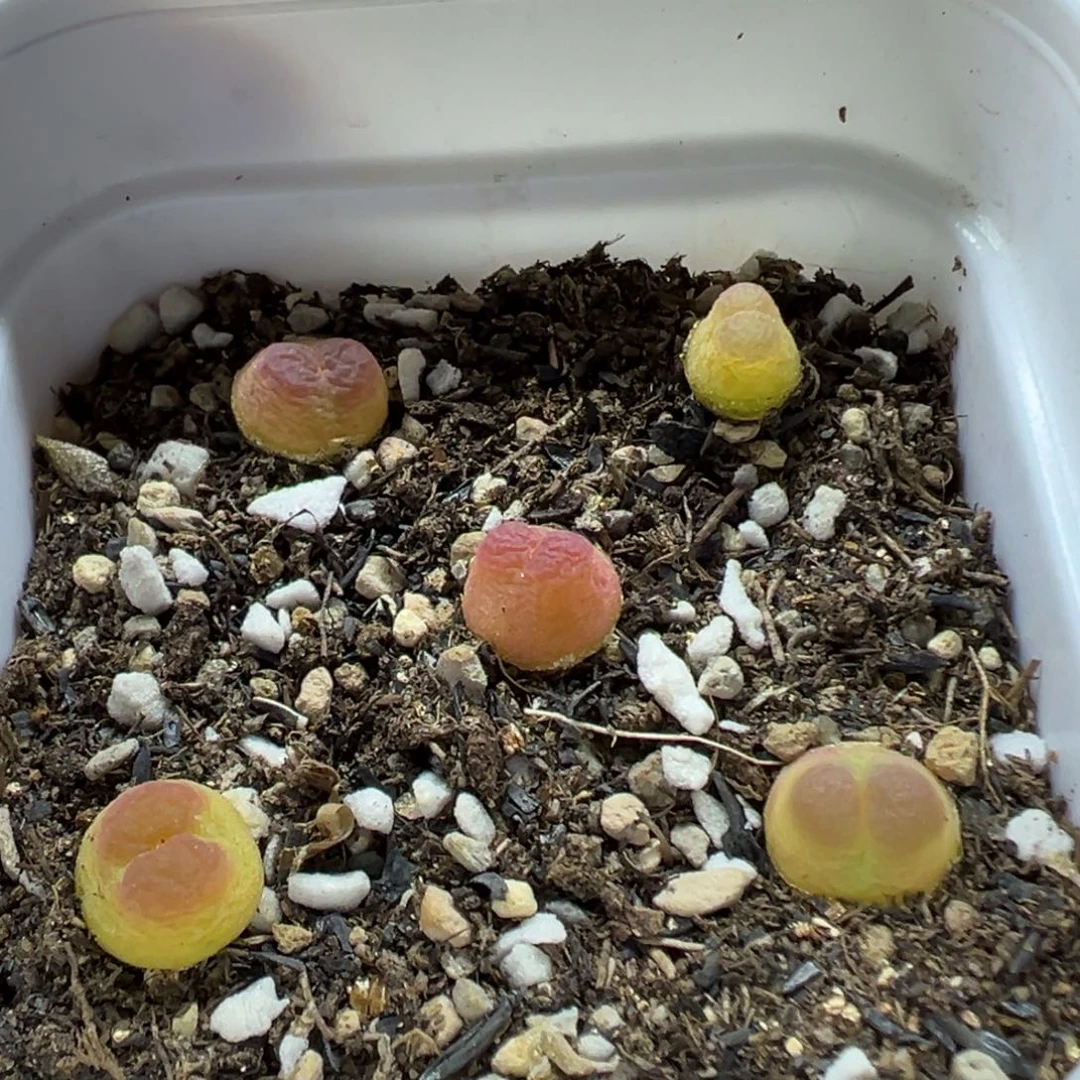 262拉登带盆土发货