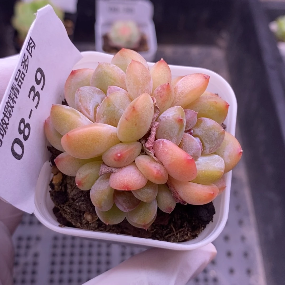 【闪购商品】08-39