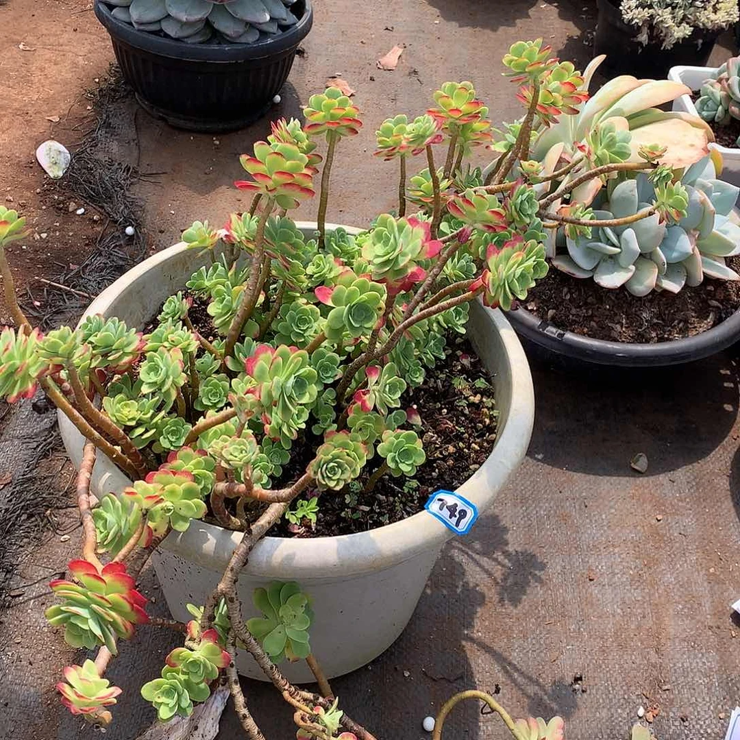 一物一拍多肉 749薄化妆