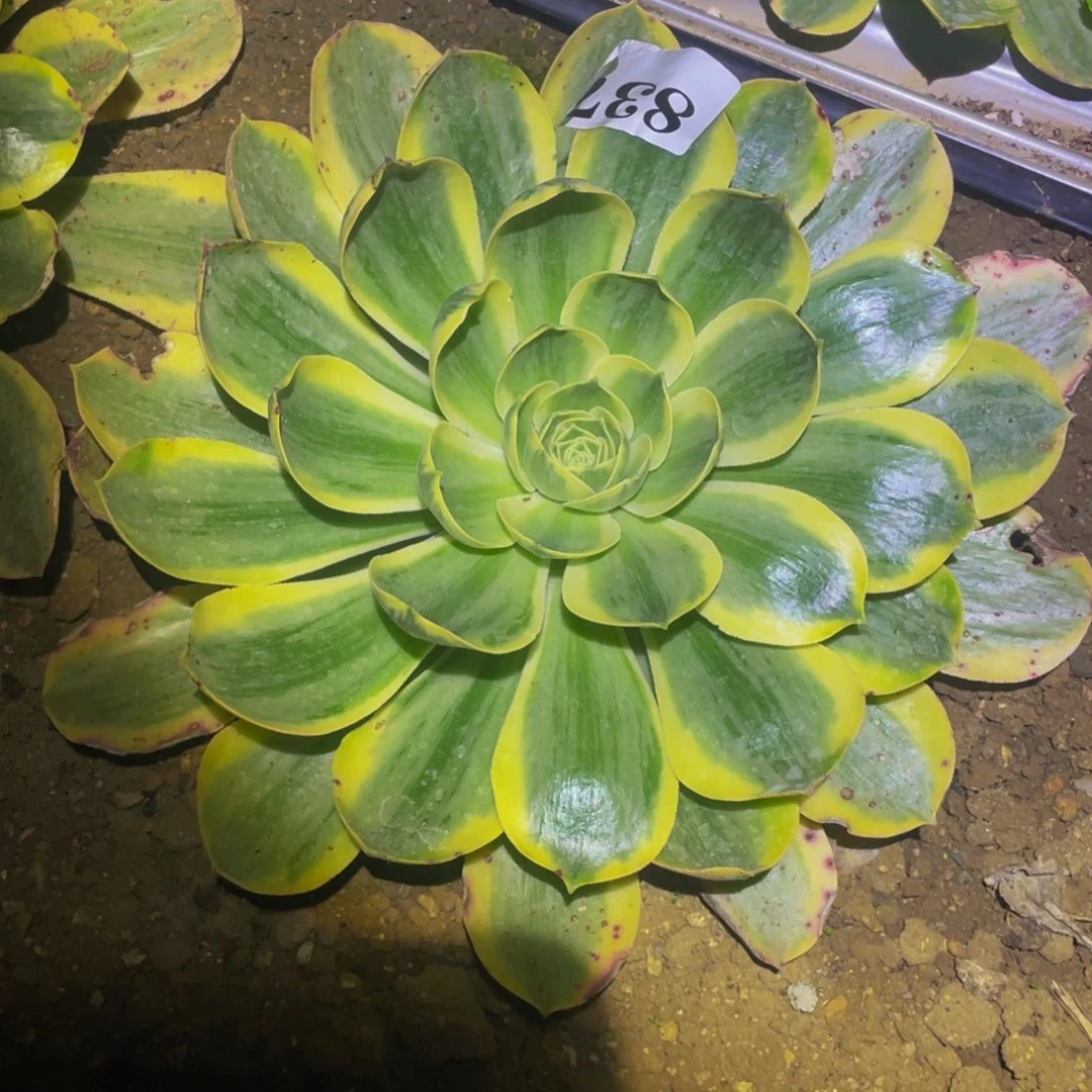 香炉盘白锦多肉植物837
