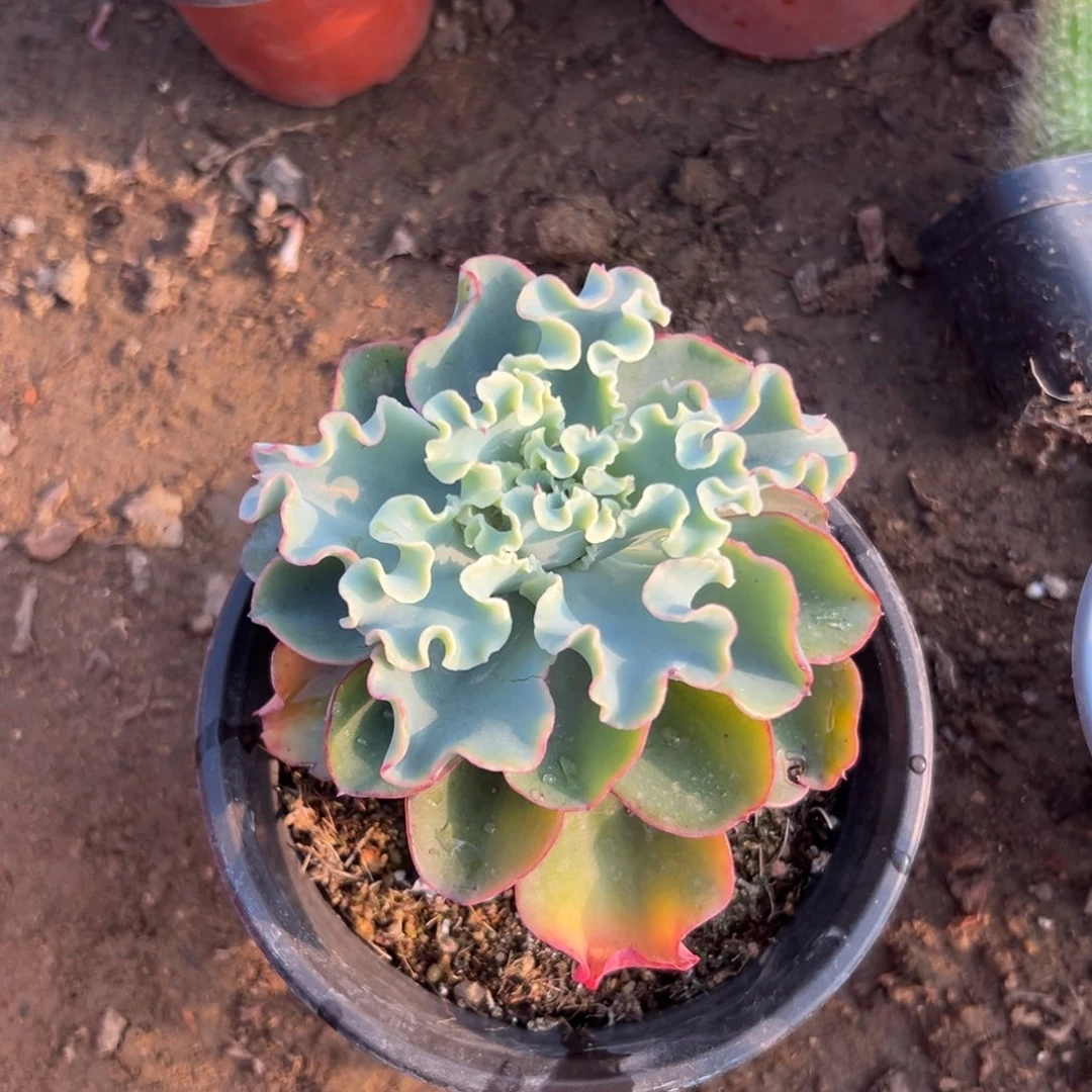 而欧洲植物中央音乐学院