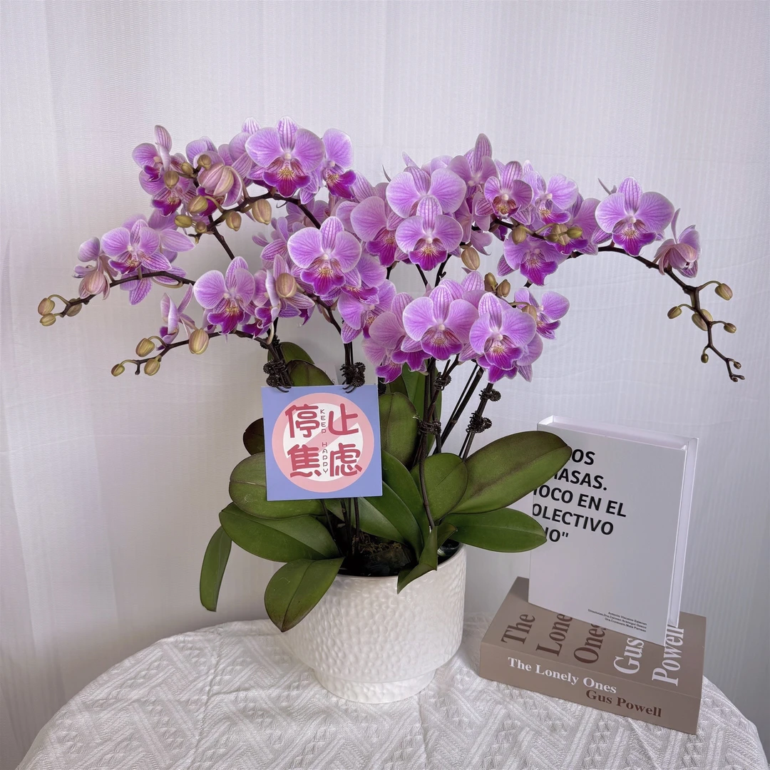 【露西】蝴蝶兰盆栽花卉观花植物室内四季开花优质耐旱陶瓷盆6-6