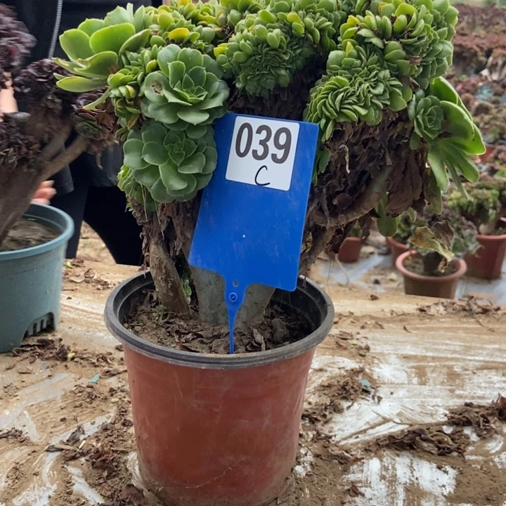 小***钰C039绿羊绒绿羊绒