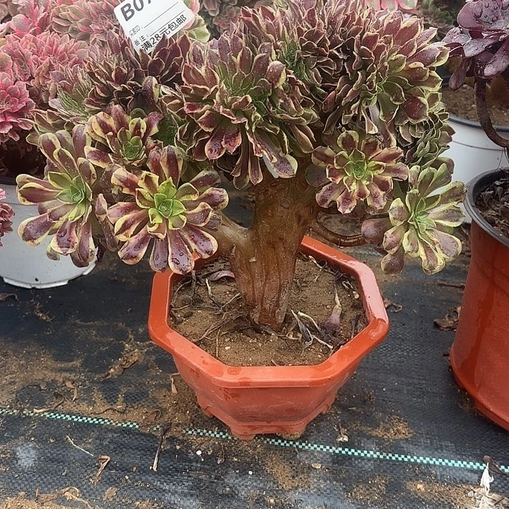 071欧嘉莉缀多肉植物