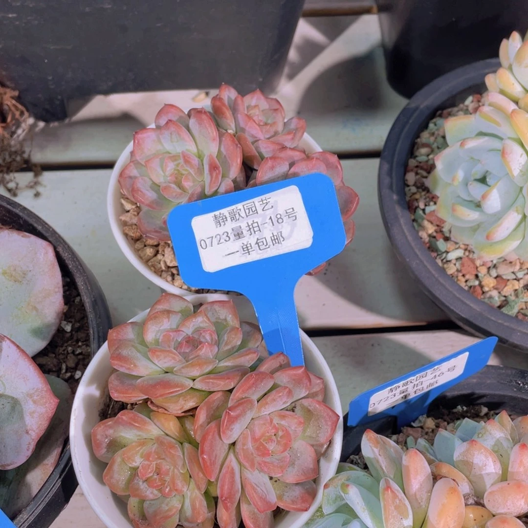 0723-18-糖心琥珀群买一送一量拍